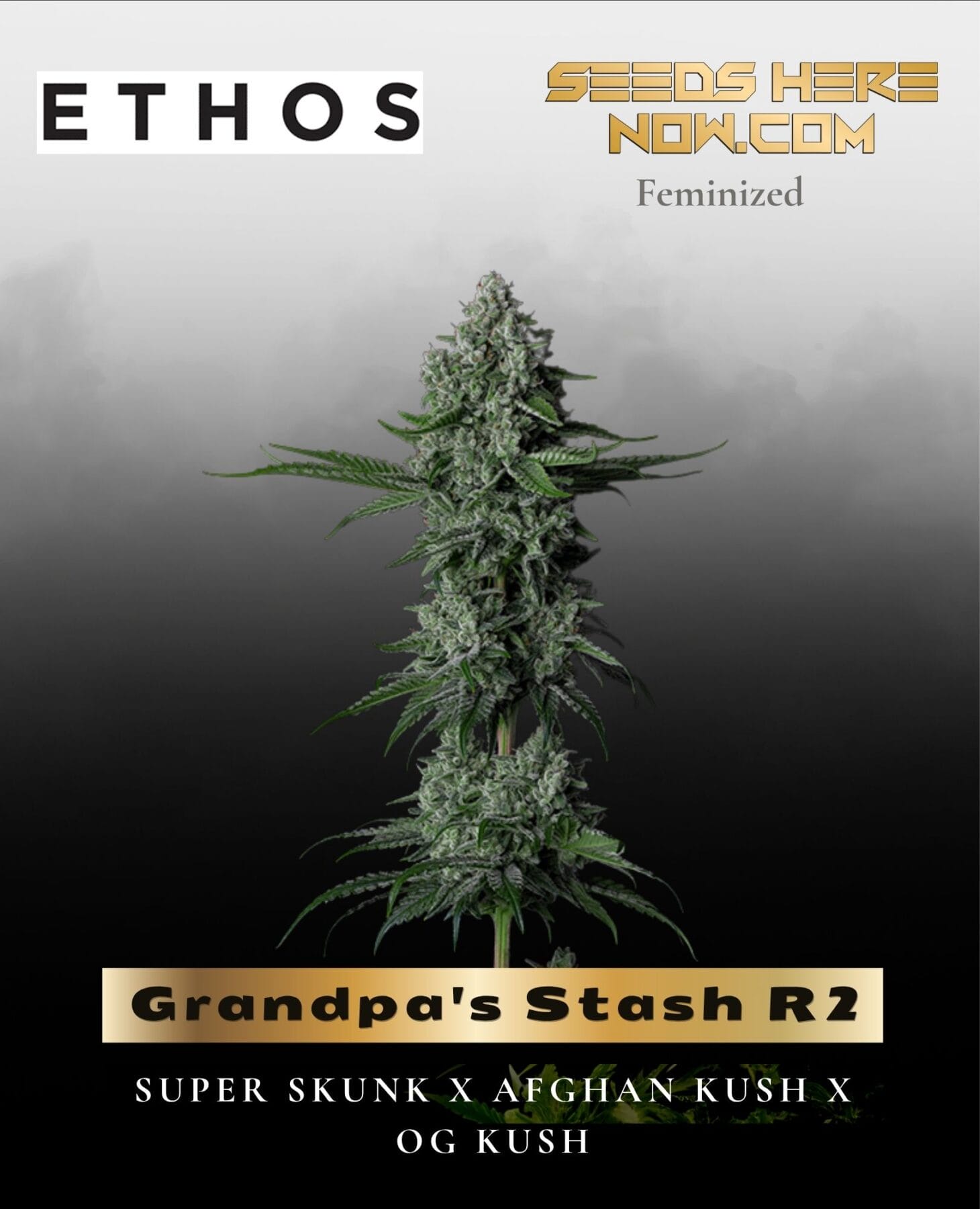 Grandpa's Stash R2 (Feminized) - Ethos Genetics