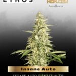 Inzane Auto Feminized - Ethos Genetics