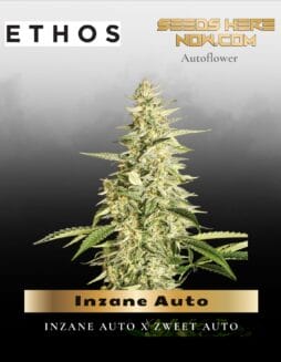 Inzane Auto Feminized (space) Ethos Genetics
