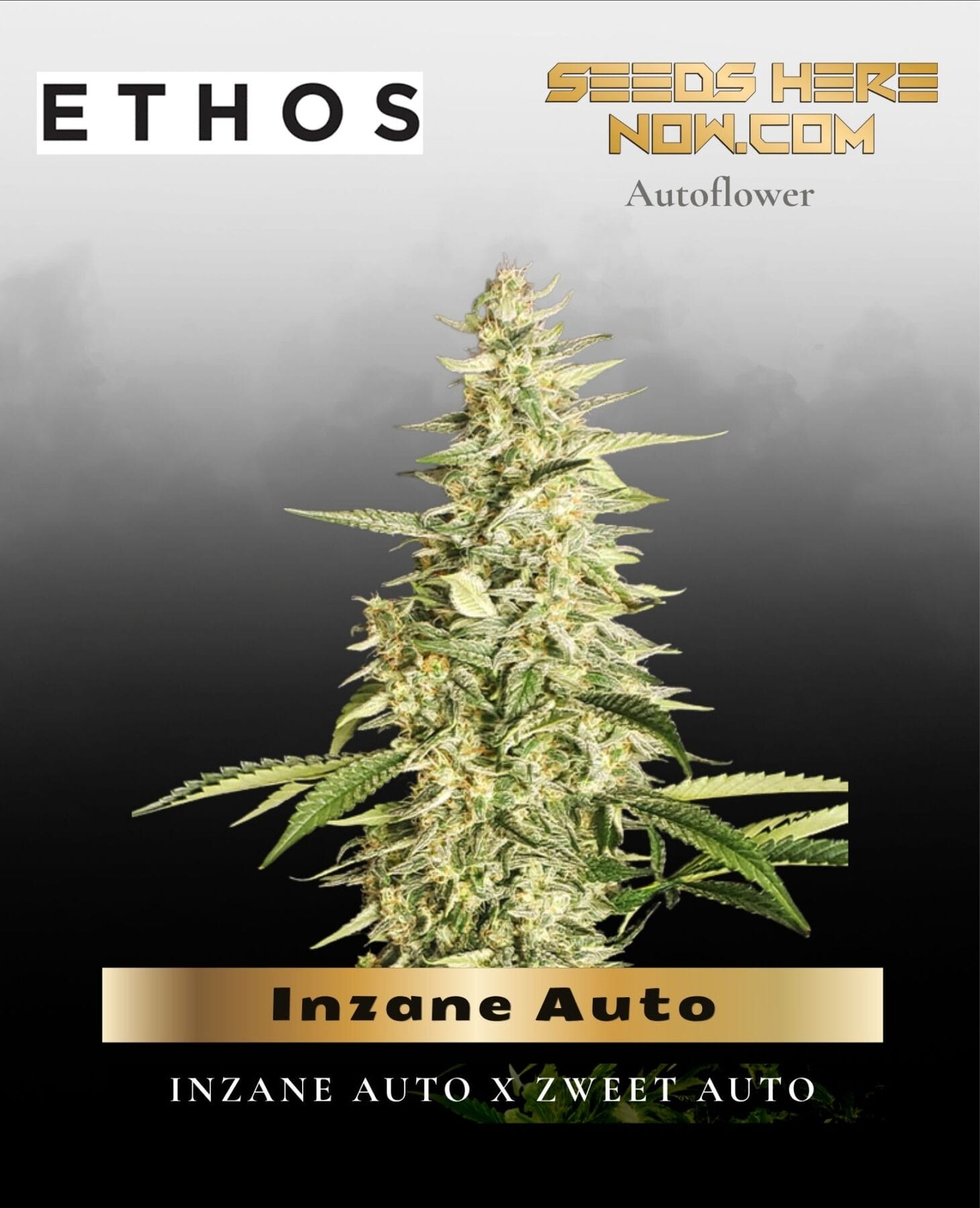 Inzane Auto Feminized - Ethos Genetics
