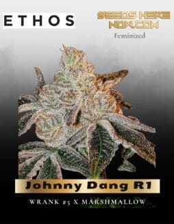 Johnny Dang R1 (Feminized) (space) Ethos Genetics