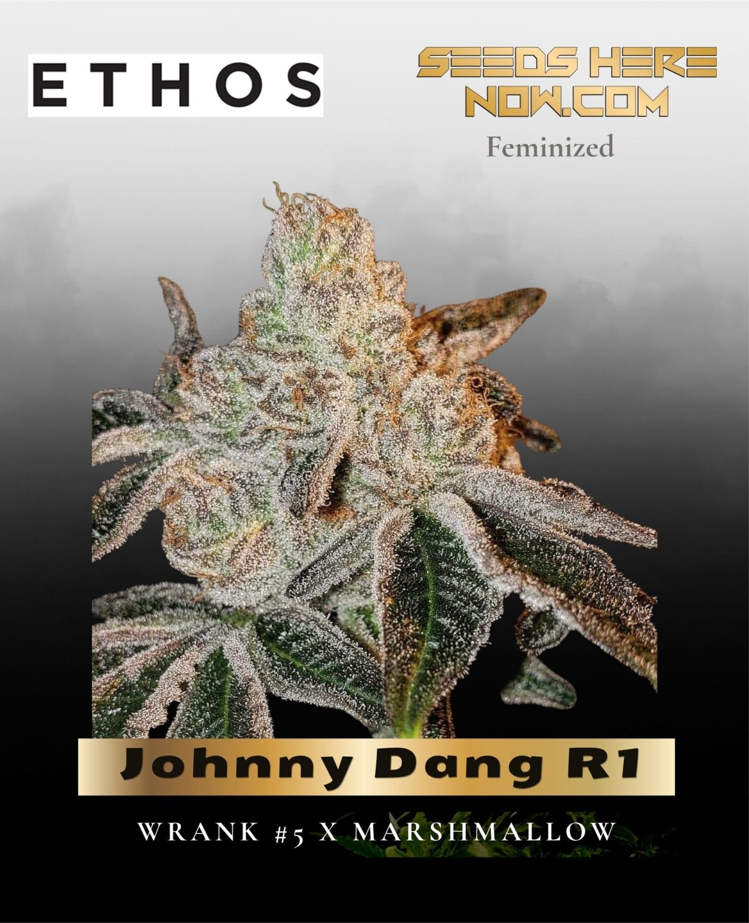 Johnny Dang R1 (Feminized) - Ethos Genetics