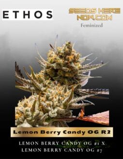 Lemon Berry Candy OG R2 (Feminized) (space) Ethos Genetics