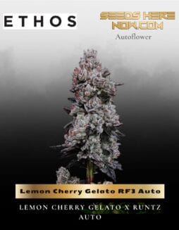 Lemon Cherry Gelato RF3 Auto (Feminized) (space) Ethos Genetics