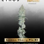 Lemon Cherry Pie R1 (Feminized) - Ethos Genetics