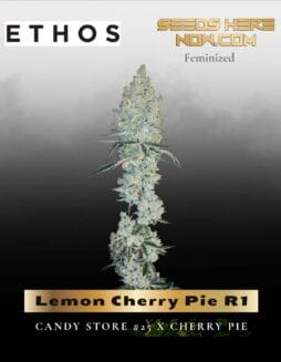 Lemon Cherry Pie R1 (Feminized) (space) Ethos Genetics