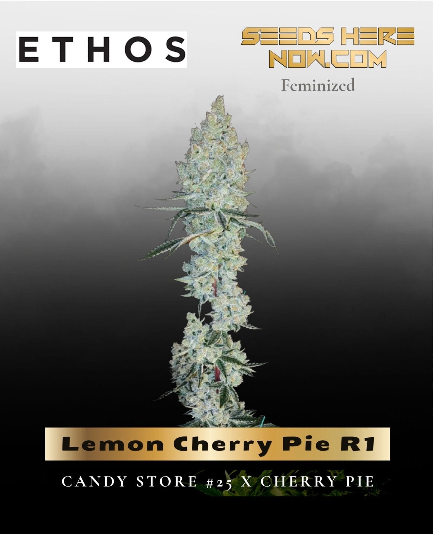 Lemon Cherry Pie R1 (Feminized) - Ethos Genetics