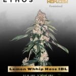 Lemon Whhip Haze IBL (Feminized) - Ethos Genetics