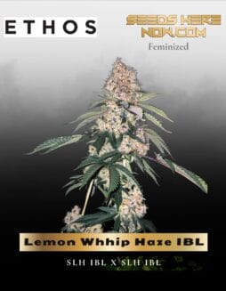 Lemon Whhip Haze IBL (Feminized) (space) Ethos Genetics
