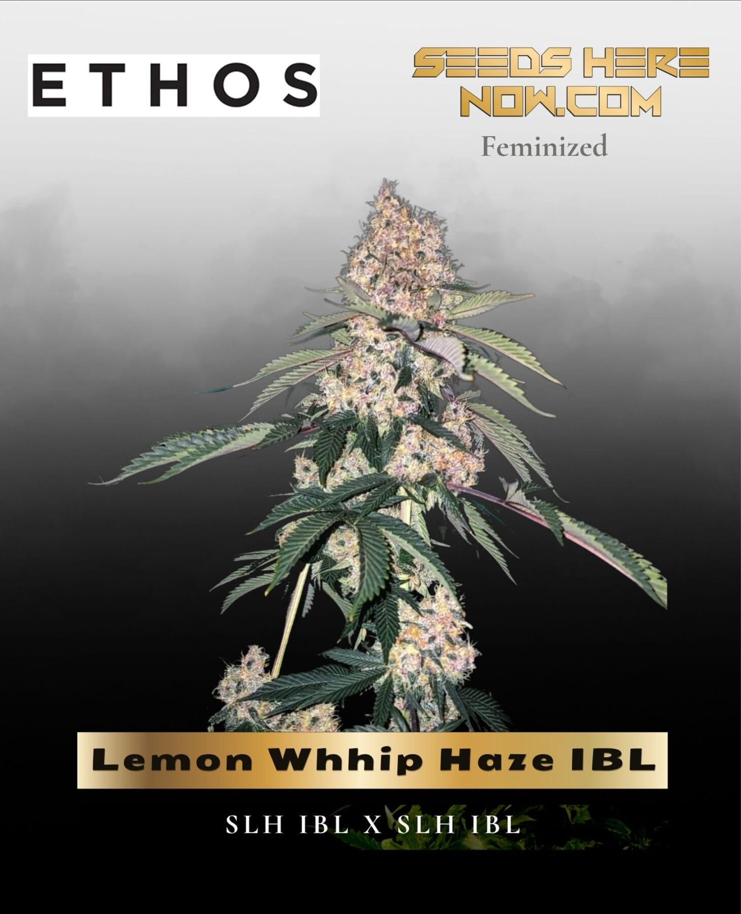 Lemon Whhip Haze IBL (Feminized) - Ethos Genetics