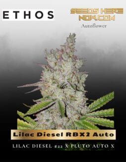 Lilac Diesel RBX2 Auto (Feminized) (space) Ethos Genetics