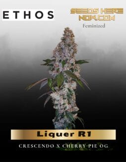 Liquer R1 (Feminized) (space) Ethos Genetics