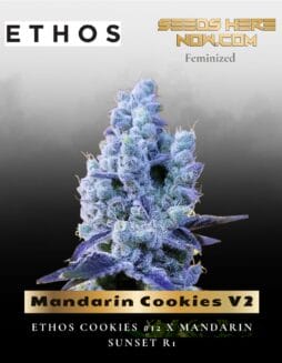 Mandarin Cookies V2 (Feminized) (space) Ethos Genetics