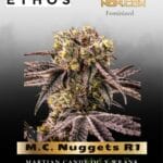M.C. Nuggets R1 (Feminized) - Ethos Genetics