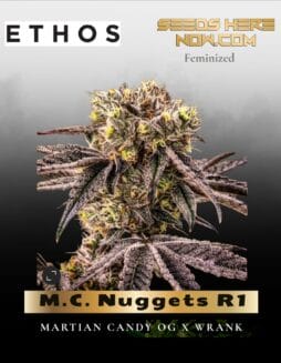 M.C. Nuggets R1 (Feminized) (space) Ethos Genetics