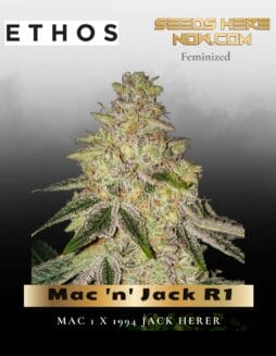 Mac 'n' Jack R1 (Feminized) (space) Ethos Genetics