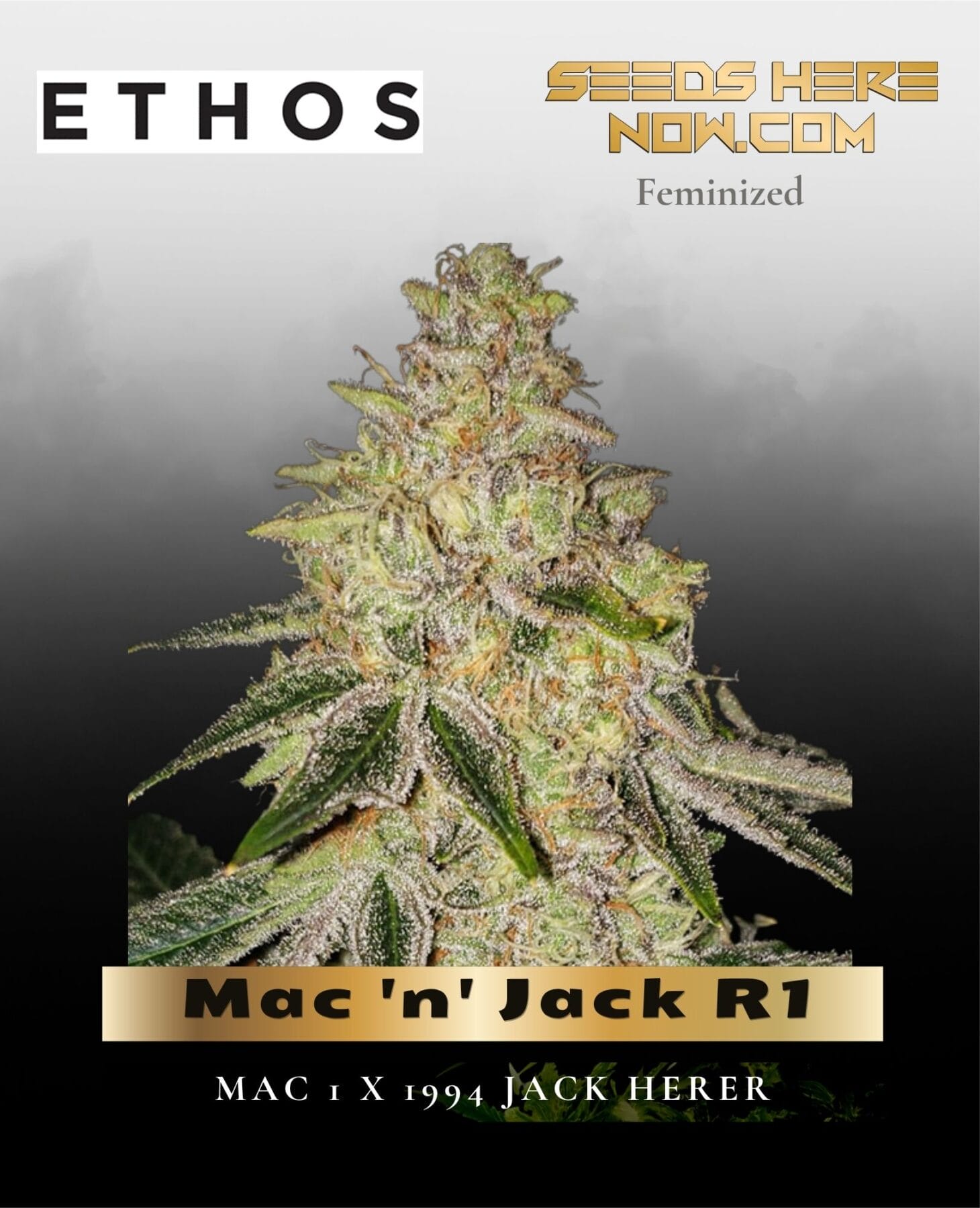 Mac 'n' Jack R1 (Feminized) - Ethos Genetics