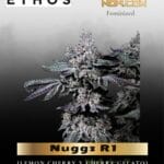 Nuggz R1 (Feminized) - Ethos Genetics