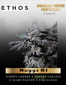 Nuggz R1 (Feminized) (space) Ethos Genetics