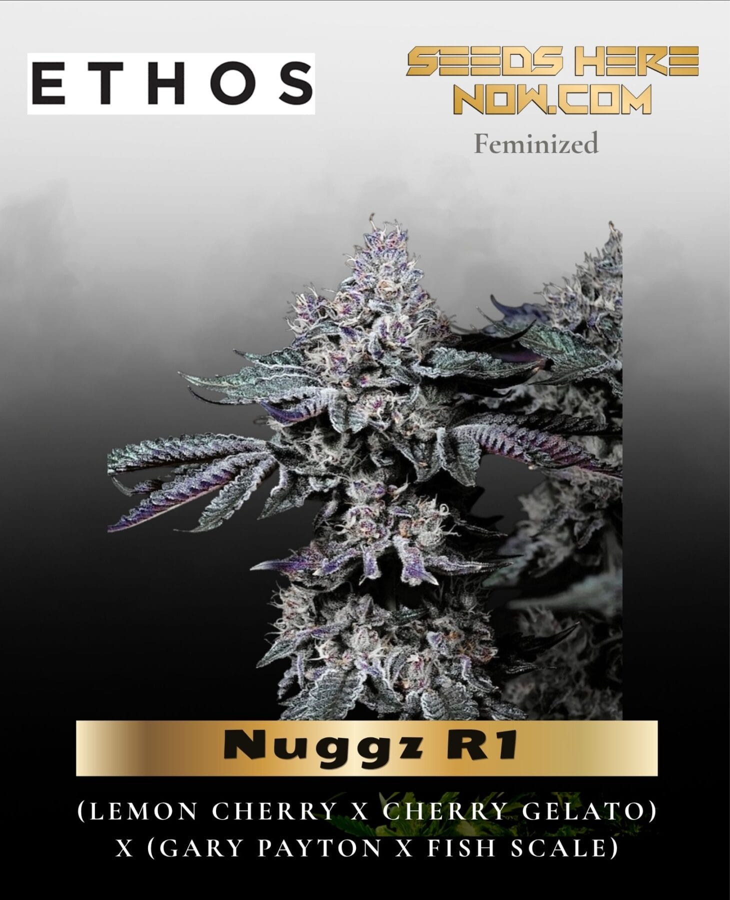 Nuggz R1 (Feminized) - Ethos Genetics
