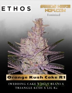 Orange Kush Cake R1 (Feminized) (space) Ethos Genetics