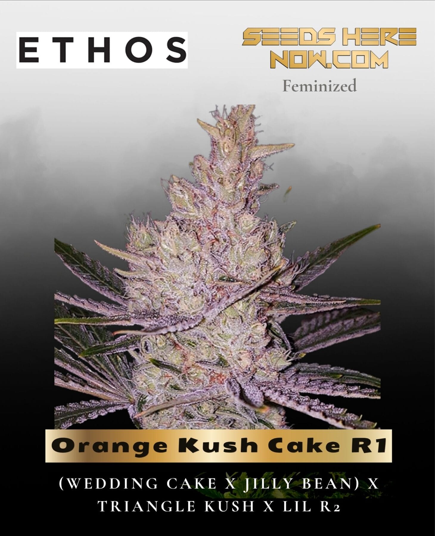 Orange Kush Cake R1 (Feminized) - Ethos Genetics
