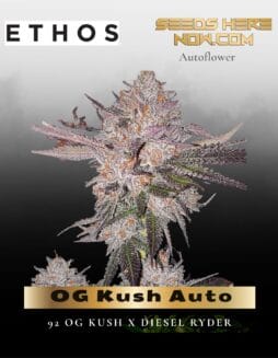OG Kush Auto (Feminized) (space) Ethos Genetics