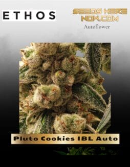 Pluto Cookies IBL Auto (Feminized) (space) Ethos Genetics