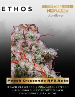 Peach Crescendo RF3 Auto (Feminized) (space) Ethos Genetics