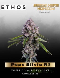 Pepe Silvia R1 (Feminized) (space) Ethos Genetics