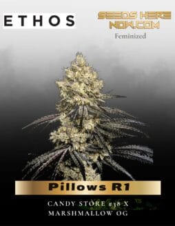 Pillows R1 (Feminized) (space) Ethos Genetics