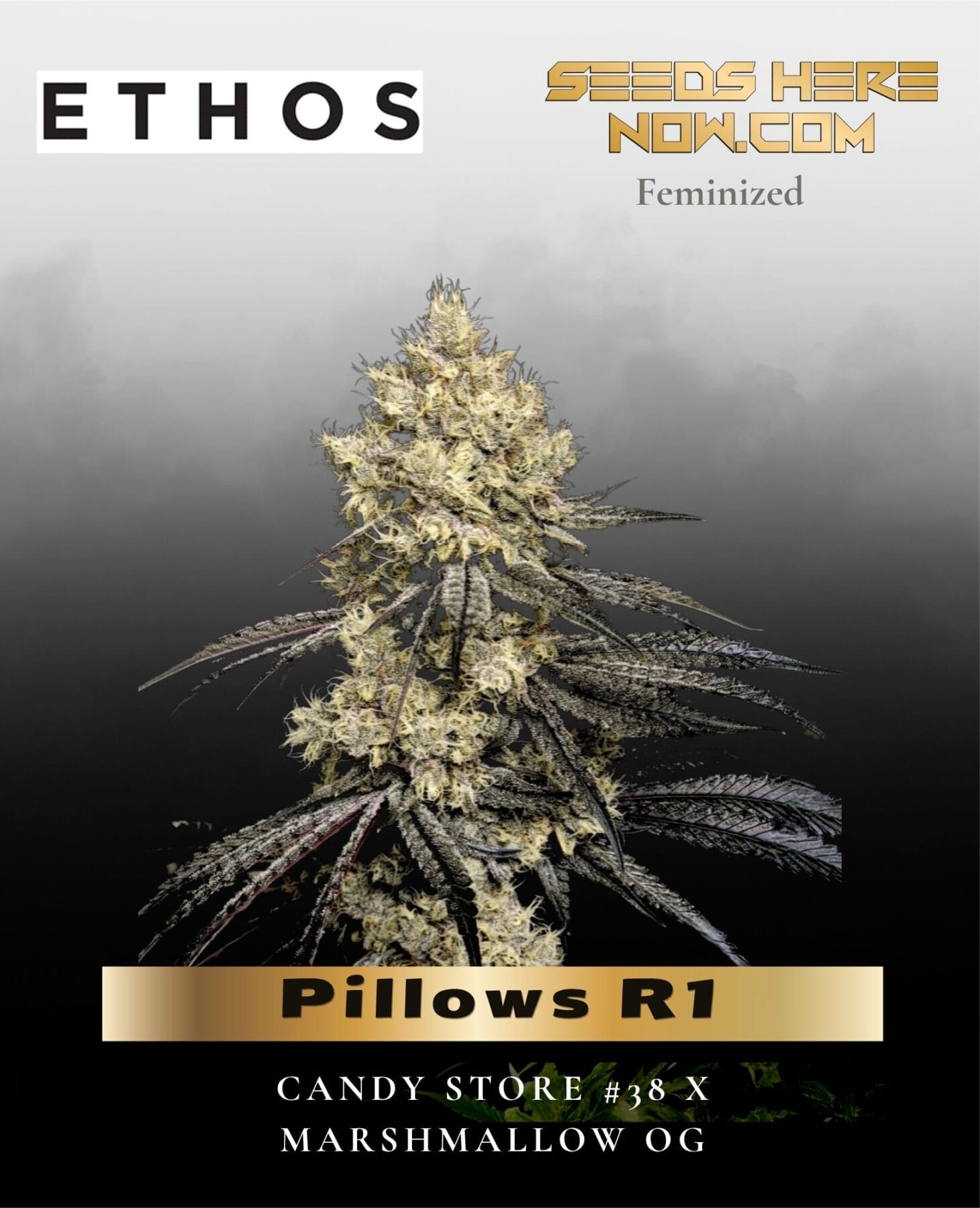 Pillows R1 (Feminized) - Ethos Genetics