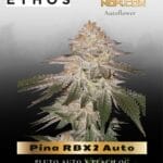 Pina RBX2 Auto Feminized - Ethos Genetics