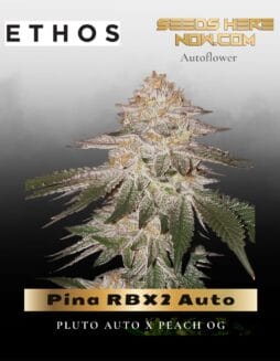 Pina RBX2 Auto Feminized (space) Ethos Genetics