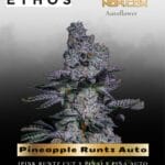 Pineapple Runtz Auto (Feminized) - Ethos Genetics