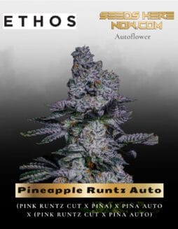 Pineapple Runtz Auto (Feminized) (space) Ethos Genetics