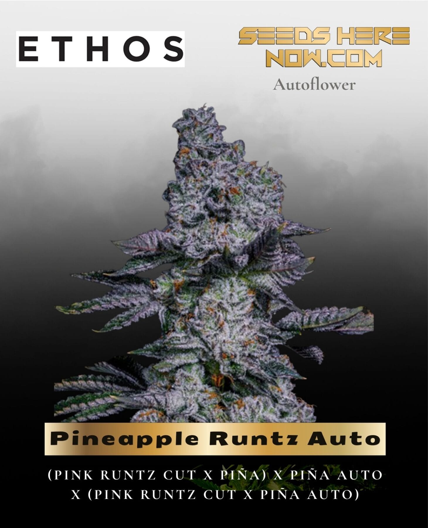 Pineapple Runtz Auto (Feminized) - Ethos Genetics