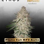 Pluto Cut RF3 Auto (Feminized) - Ethos Genetics