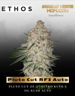 Pluto Cut RF3 Auto (Feminized) (space) Ethos Genetics