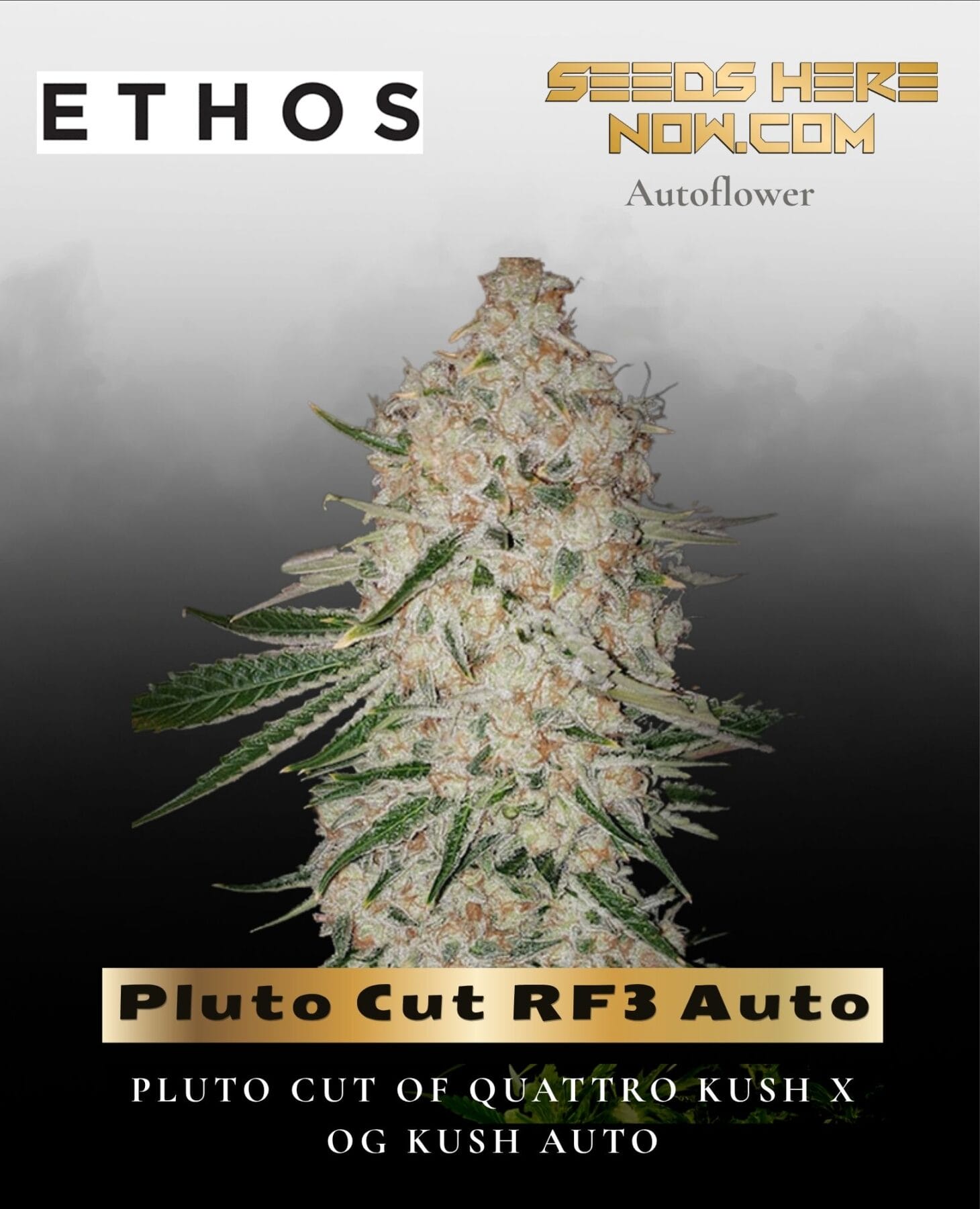 Pluto Cut RF3 Auto (Feminized) - Ethos Genetics
