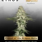 Planet of the Grapes Auto (Feminized) - Ethos Genetics