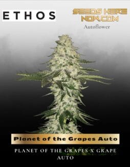 Planet of the Grapes Auto (Feminized) (space) Ethos Genetics