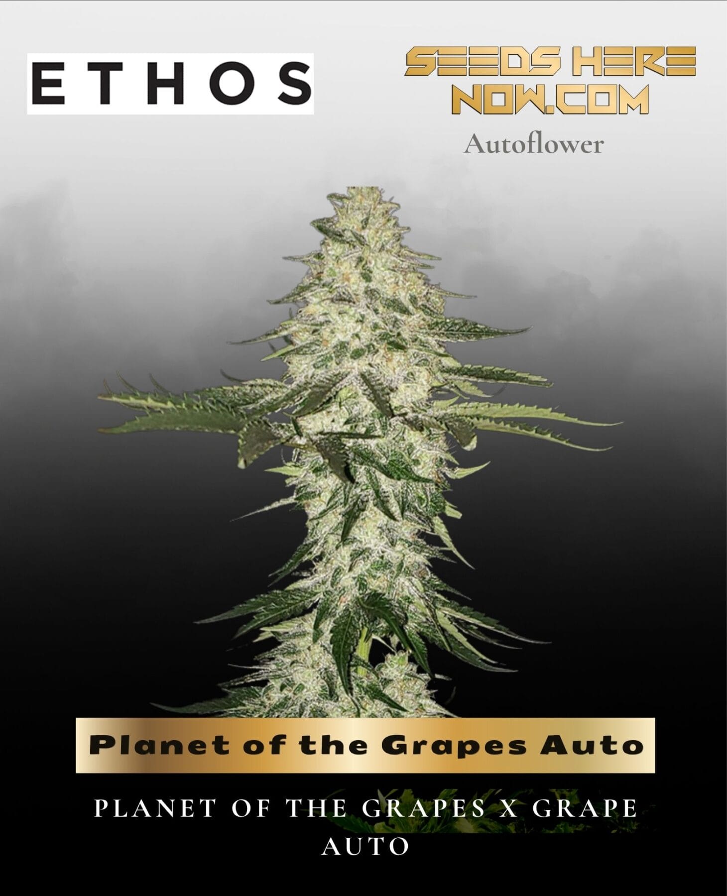 Planet of the Grapes Auto (Feminized) - Ethos Genetics