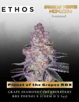 Planet of the Grapes RBX (Feminized) (space) Ethos Genetics