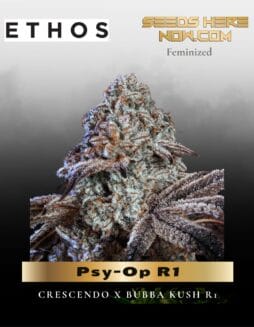 Psy(space)Op R1 Feminsed Seeds (space) Ethos Genetics