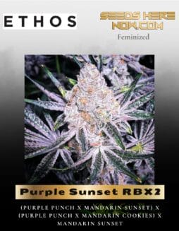 Purple Sunset RBX2 (Feminized) (space) Ethos Genetics