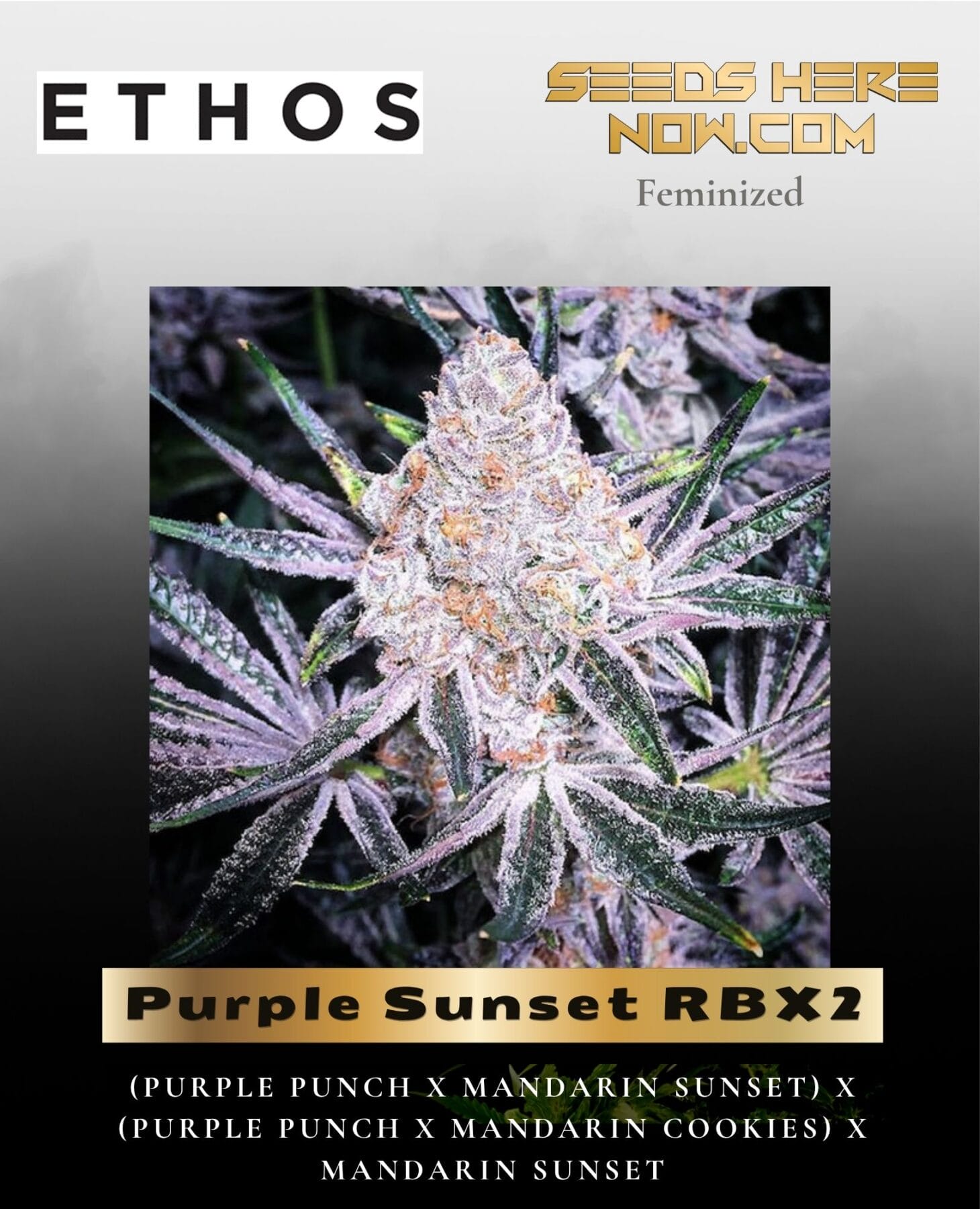 Purple Sunset RBX2 (Feminized) - Ethos Genetics