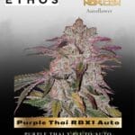 Purple Thai RBX1 Auto (Feminized) - Ethos Genetics