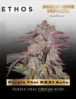 Purple Thai RBX1 Auto (Feminized) (space) Ethos Genetics