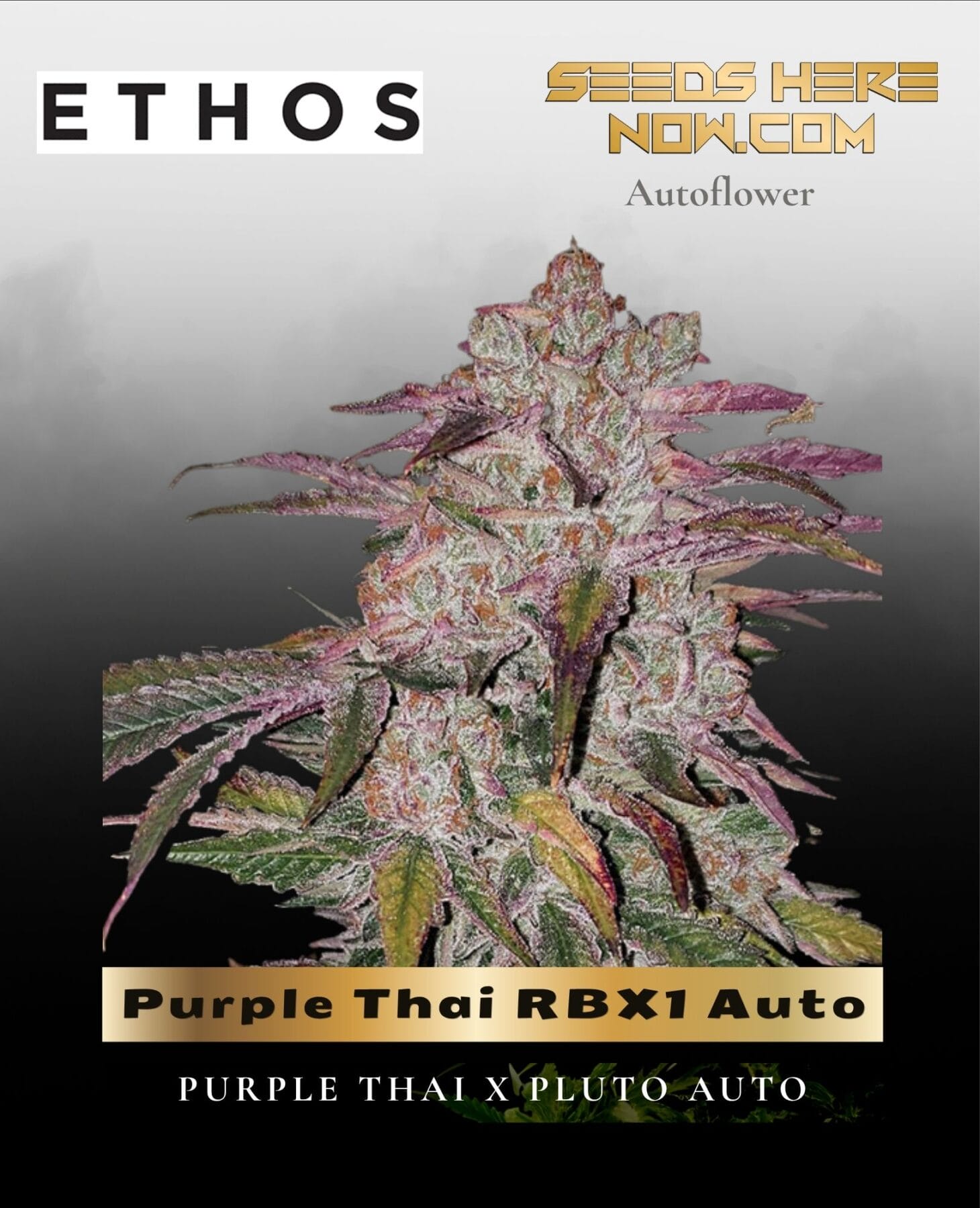 Purple Thai RBX1 Auto (Feminized) - Ethos Genetics